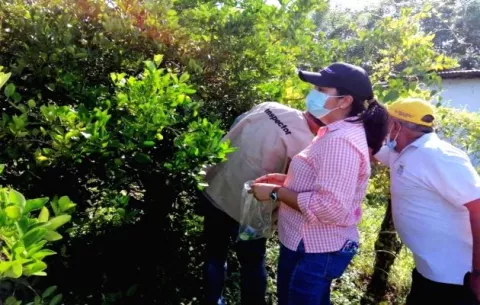 Productores de cítricos de Herrera piden apoyo para evitar afectaciones a causa de las plagas 