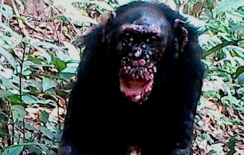 Confirman por primera vez lepra en chimpancés salvajes