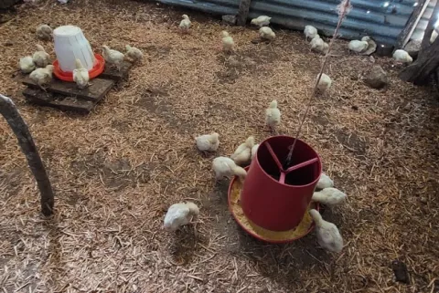 Más de 100 mujeres de la comarca Ngäbe Buglé reciben insumos para la producción avícola y agrícola