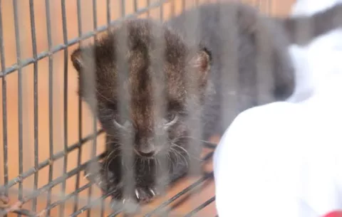 Solicitan un corredor biológico para evitar el atropello de felinos en el área  cercana al río David