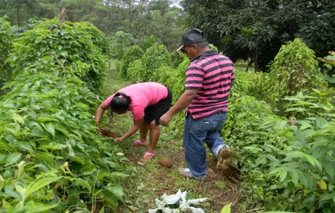 Abren nuevas oportunidades de mercado para familias productoras de Panamá Oeste 