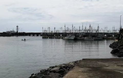 Con el fin de la veda del camarón se reanuda la actividad pesquera en el Puerto de Vacamonte 