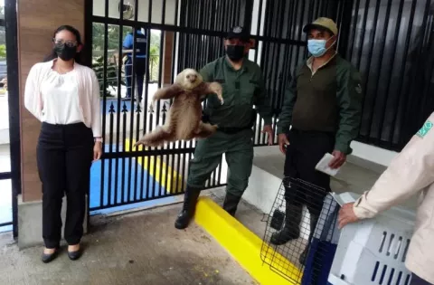 Liberan en Panamá Oeste a dos mapaches, dos perezosos y una boa que habían sido rescatados   