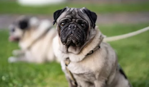 Dolencias comunes de los perros de raza 'pug'