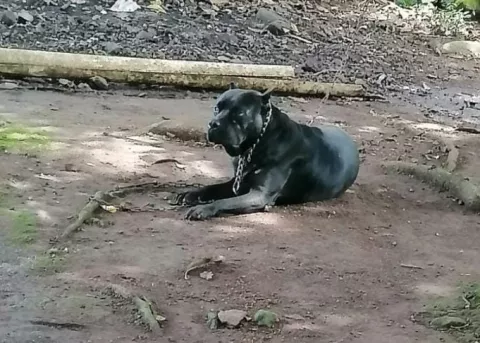 Ministerio Público inicia investigación por pelea de perros en Chiriquí 