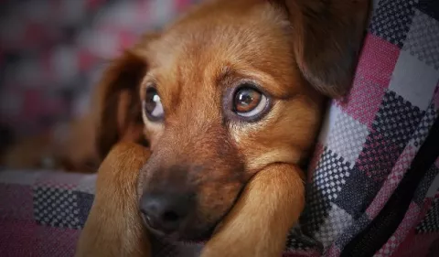 Perros: Cuidados después de una cirugía