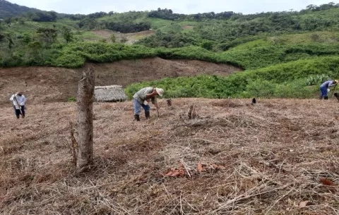 Seleccionan a tres cooperativas para multiplicar semillas de frijol de variedades biofortificadas