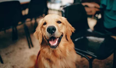 Síndrome de disfunción cognitiva, el Alzheimer de los perros