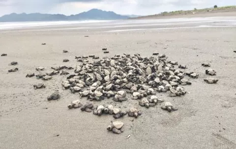 Buscan alternativas para la protección de nidos de tortugas en el distrito de Tonosí