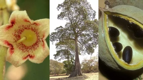 Árbol Panamá: ¿Cuáles son sus características y dónde predomina?