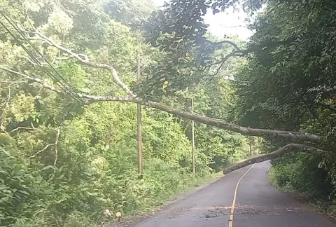 Mal tiempo tumba árboles e inunda potreros en la Costa Abajo de Colón 