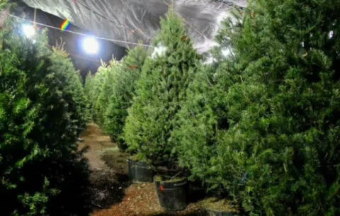 Arbolitos de Navidad:  'Habrá menos y más caro, debido al aumento de fletes'