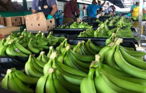 Exportación de bananos de Panamá aumentará en un 7% en comparación al 2020