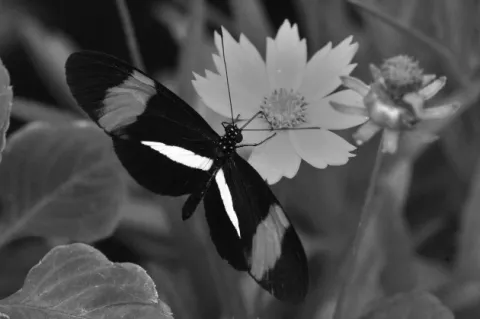 La pérdida de la biodiversidad en la tierra
