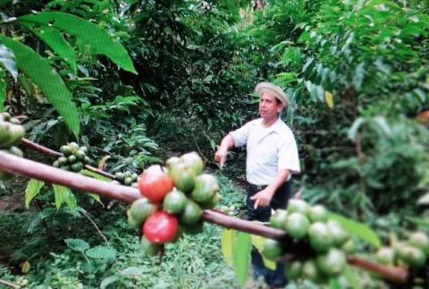 Se inicia zafra de café robusta en Cirí Grande y Trinidad en el distrito de Capira 