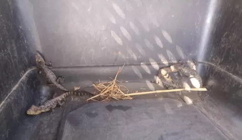 Rescatan cuatro crías de caimán cerca de una vivienda en Chitré