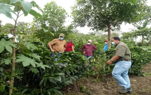 Productores de café en Renacimiento apuestan por variedades resistentes al cambio climático