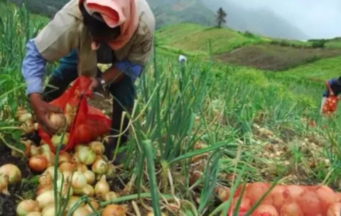 Productores de Tierras Altas piden que las autoridades cumplan con importación de cebolla 