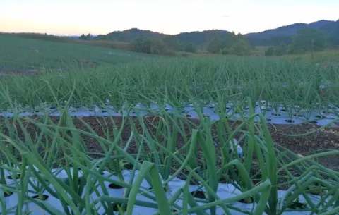 Productores de Tierras Altas piden reunirse con el titular del Mida para buscar estrategias que garanticen los insumos