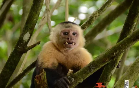 ¿Cuántas especies de monos hay en Panamá y  cuál es el mayor peligro que enfrentan?