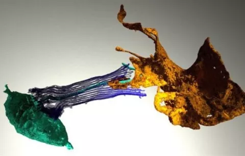 Las esponjas acuáticas podrían tener pistas sobre el origen del cerebro