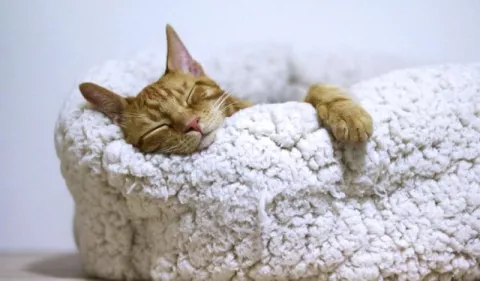 ¿Cómo saber si un gato está enfermo?