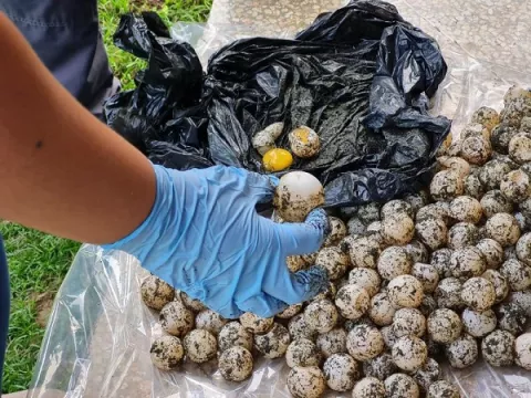 Aprehenden a ciudadano con más de 400 huevos de tortuga Lora en Pedasí