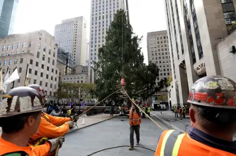 Llega a Nueva York árbol del Rockefeller Center que marca el inicio de la Navidad