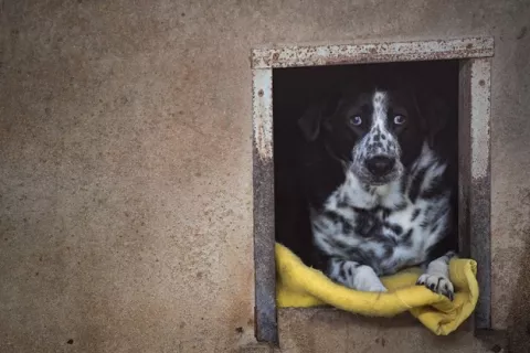Corea del Sur analiza prohibir el consumo de carne de perro
