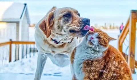 Mascotas: ¿Cuál es la edad adecuada para la esterilización? 
