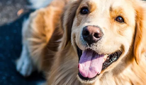 Perros: Paseos en días lluviosos