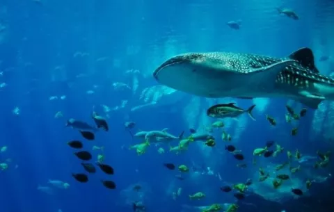 Estudio genético en Panamá da luces para la protección del tiburón ballena