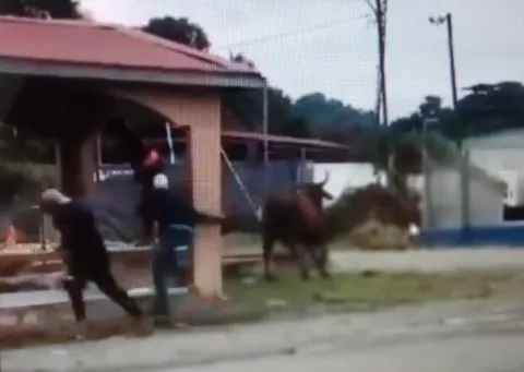 ¡Sálvese quien pueda! Toro embravecido corretea a la gente en Changuinola 
