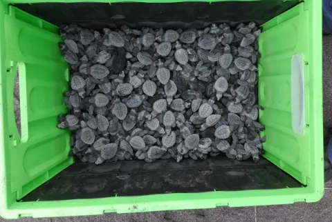 Liberan 21,701 neonatos de tortugas marinas en Playa La Barqueta, Chiriquí