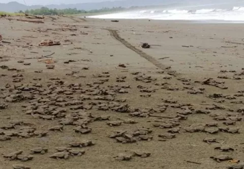MiAmbiente investigará muertes de tortugas en el área de Isla Cañas