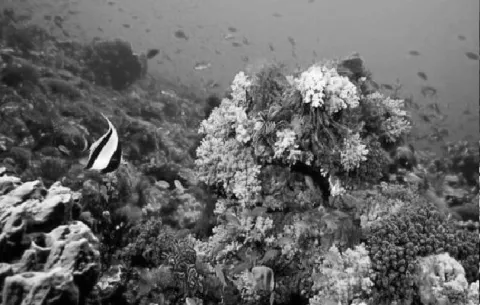 ¿Qué son los arrecifes de coral?