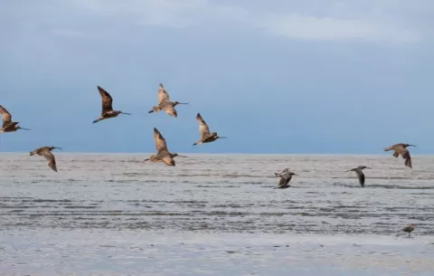 Elaboran importante plan de conservación para la Bahía de Parita