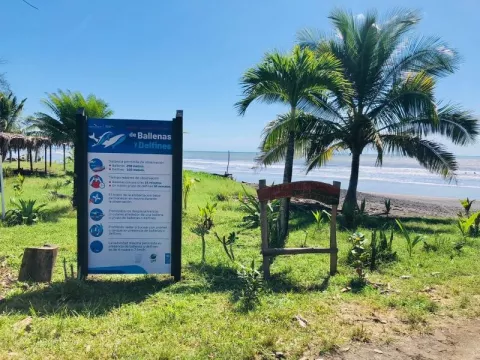 Buscan regular avistamiento de ballenas y delfines en costas santeñas
