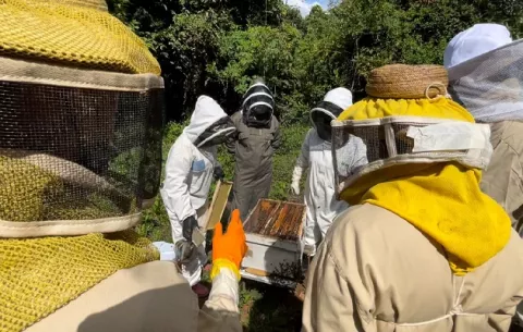 Carboneros y taladores de mangle de Chame ahora apuestan por la producción de miel