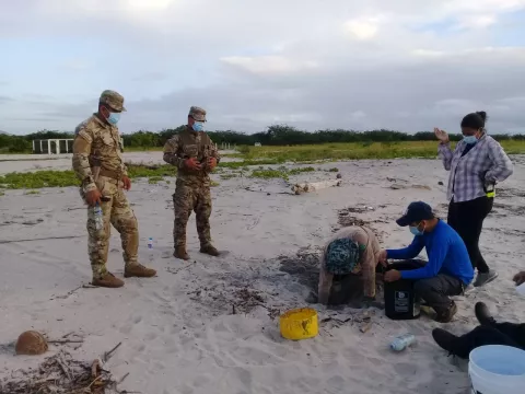 Ejecutan acciones para la conservación de las tortugas marinas en Punta Chame
