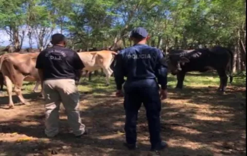 Once aprehendidos en 26 diligencias de allanamiento en diferentes puntos de Chiriquí
