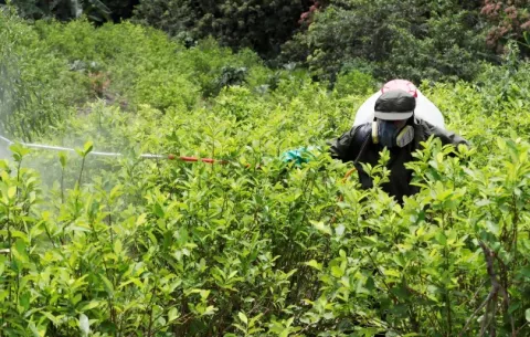 Colombia ha erradicado más de 100 mil hectáreas de coca en lo que va de 2021