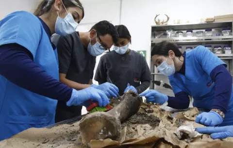 Exhuman en Colombia los restos de uno de los elefantes más longevos del mundo