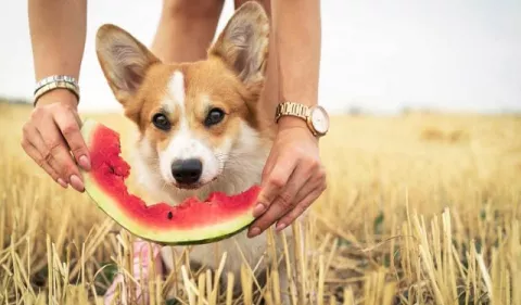 Perros: Frutas que pueden comer los canes