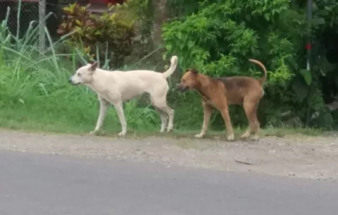 Productores santeños piden auxilio ante ataques de perros salvajes a terneros y animales de corral