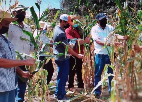Maíz biofortificado estará disponible para productores nacionales en abril del 2022 