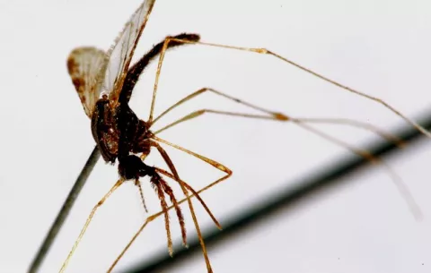 Costa Rica en alerta por repunte de casos de malaria 