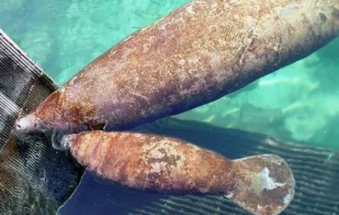 El manatí, un símbolo nacional de Costa Rica cada vez más amenazado