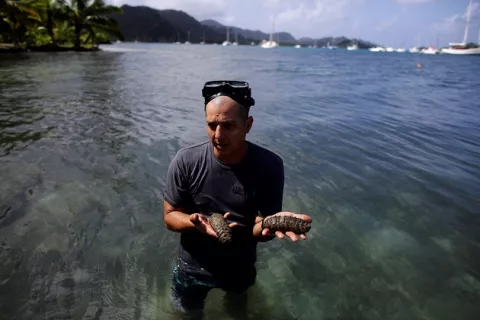 Granja sostenible rescata al pepino de mar en la costa Caribe de Panamá