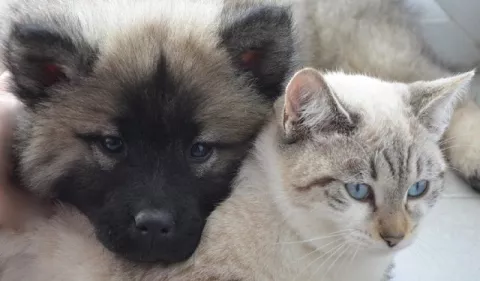Perros y gatos: ¿Cuánto deben dormir?